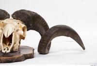 mouflon skull antlers 0003